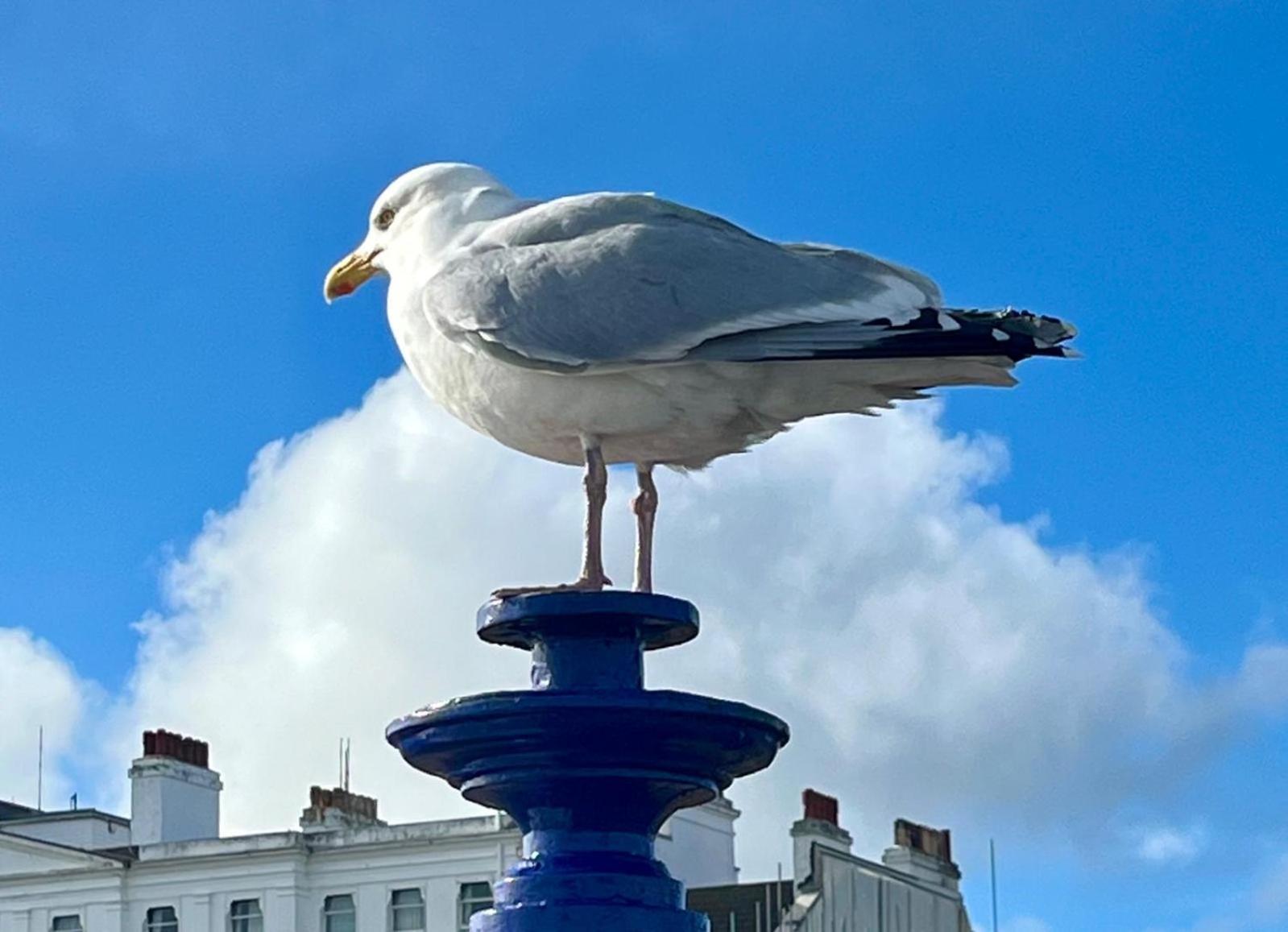 "The Italian" Seafront Apartment Eastbourne Dış mekan fotoğraf